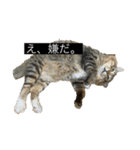 私の猫です。（個別スタンプ：3）