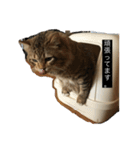 私の猫です。（個別スタンプ：5）