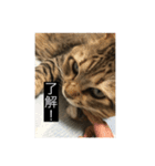 私の猫です。（個別スタンプ：7）