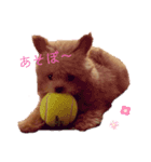 愛犬はっぴーのhappyすたんぷ（個別スタンプ：1）