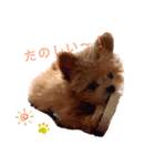 愛犬はっぴーのhappyすたんぷ（個別スタンプ：2）