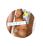 愛犬はっぴーのhappyすたんぷ（個別スタンプ：3）