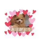 愛犬はっぴーのhappyすたんぷ（個別スタンプ：4）