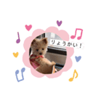 愛犬はっぴーのhappyすたんぷ（個別スタンプ：5）