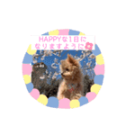 愛犬はっぴーのhappyすたんぷ（個別スタンプ：6）
