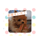 愛犬はっぴーのhappyすたんぷ（個別スタンプ：7）