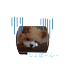 愛犬はっぴーのhappyすたんぷ（個別スタンプ：8）