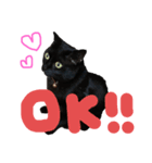 黒猫がいる暮らし2（個別スタンプ：1）