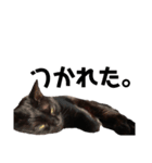 黒猫がいる暮らし2（個別スタンプ：5）