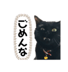 黒猫がいる暮らし2（個別スタンプ：6）