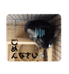 もこの挨拶スタンプ（個別スタンプ：4）