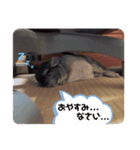 もこの挨拶スタンプ（個別スタンプ：5）