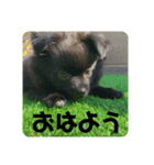 かぶのスタンプ〜写真編〜（個別スタンプ：3）