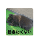 かぶのスタンプ〜写真編〜（個別スタンプ：4）