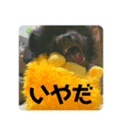 かぶのスタンプ〜写真編〜（個別スタンプ：6）