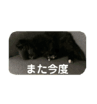 かぶのスタンプ〜写真編〜（個別スタンプ：7）