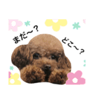 あに子ちゃん（個別スタンプ：1）