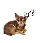 犬′s（個別スタンプ：1）