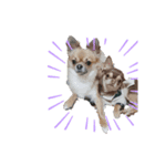 犬′s（個別スタンプ：3）