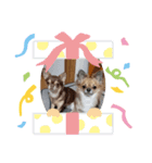 犬′s（個別スタンプ：5）