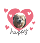 犬′s（個別スタンプ：6）