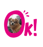 犬′s（個別スタンプ：7）