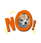 犬′s（個別スタンプ：8）