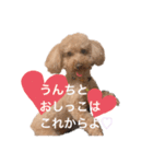 トイプードルのわふちゃん（個別スタンプ：1）