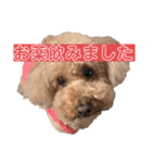トイプードルのわふちゃん（個別スタンプ：2）