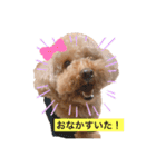トイプードルのわふちゃん（個別スタンプ：3）