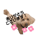 トイプードルのわふちゃん（個別スタンプ：7）