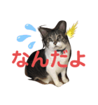 8キロのゴン太（個別スタンプ：2）