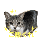 8キロのゴン太（個別スタンプ：4）