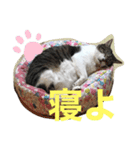8キロのゴン太（個別スタンプ：7）
