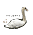 白鳥のことば（個別スタンプ：1）