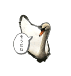 白鳥のことば（個別スタンプ：2）