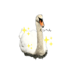 白鳥のことば（個別スタンプ：4）