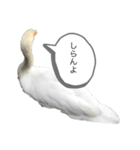 白鳥のことば（個別スタンプ：5）