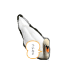 白鳥のことば（個別スタンプ：6）