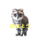 みかんゆずコテツのスタンプ（個別スタンプ：5）