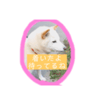 ぷりん★ころ【日常スタンプ⠀】（個別スタンプ：2）