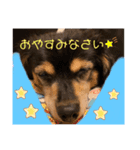 ぷりん★ころ【日常スタンプ⠀】（個別スタンプ：8）