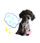 chiroru choko（個別スタンプ：1）