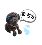 chiroru choko（個別スタンプ：6）