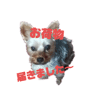 犬のソラちゃん（個別スタンプ：2）