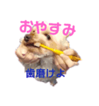 犬のソラちゃん（個別スタンプ：3）