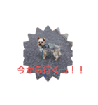 犬のソラちゃん（個別スタンプ：4）