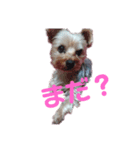 犬のソラちゃん（個別スタンプ：5）
