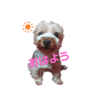 犬のソラちゃん（個別スタンプ：6）