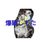 犬のソラちゃん（個別スタンプ：7）
